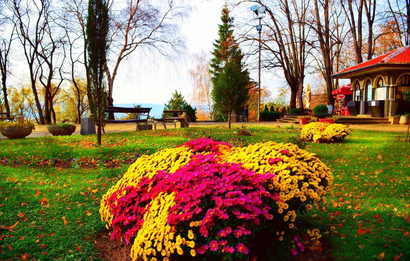Фото обои Роза, Осень, Утро, Цветочки, Парк, Nature, Flowers, Park