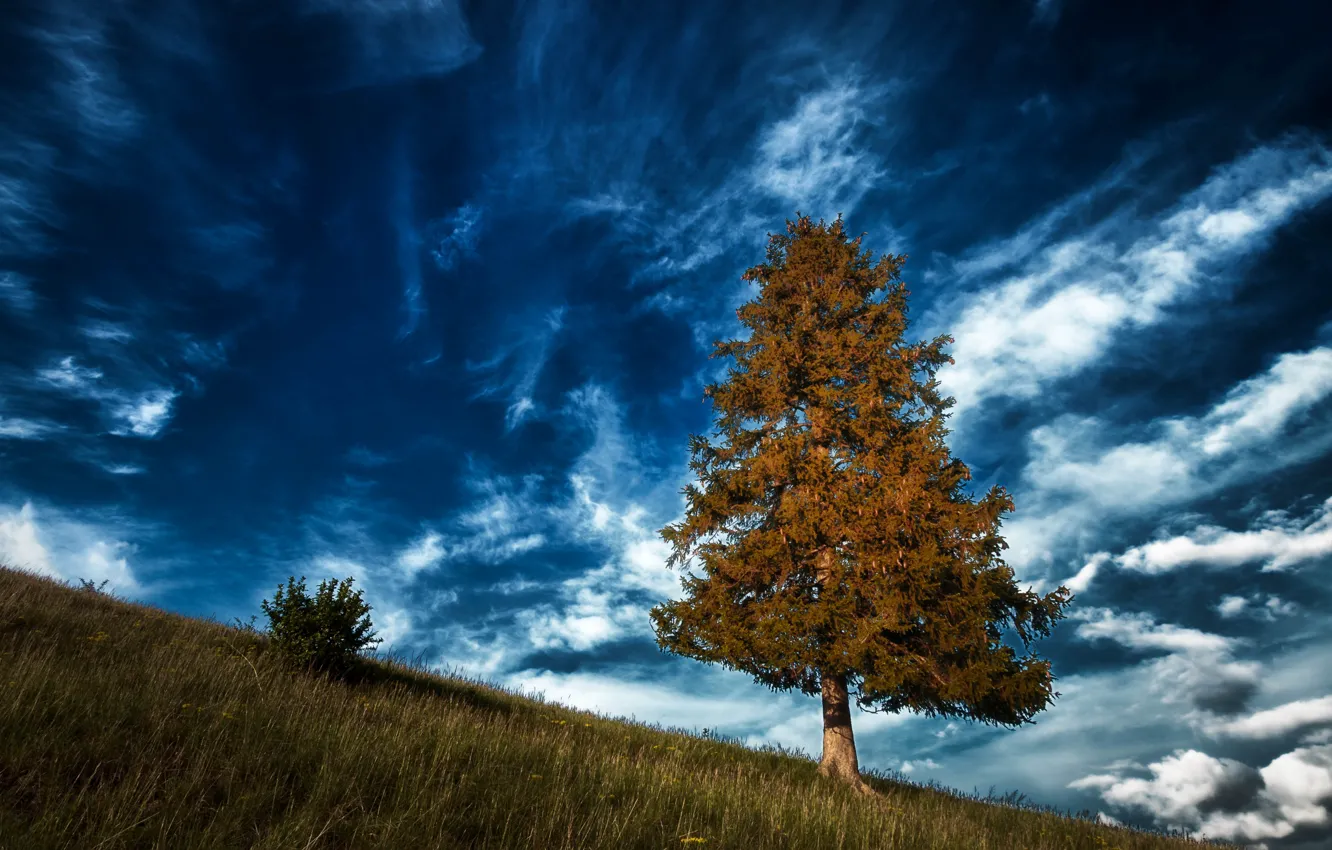 Фото обои небо, облака, дерево, Германия