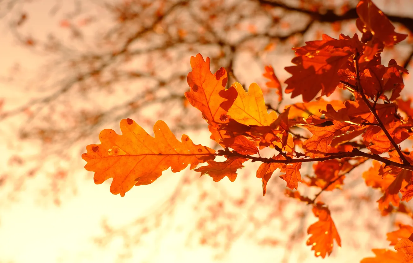 Фото обои осень, листья, ветки, боке, дубовые, осенние листья