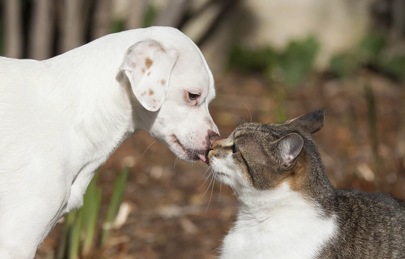 Фото обои кошка, кот, любовь, поцелуй, собака, щенок, друзья