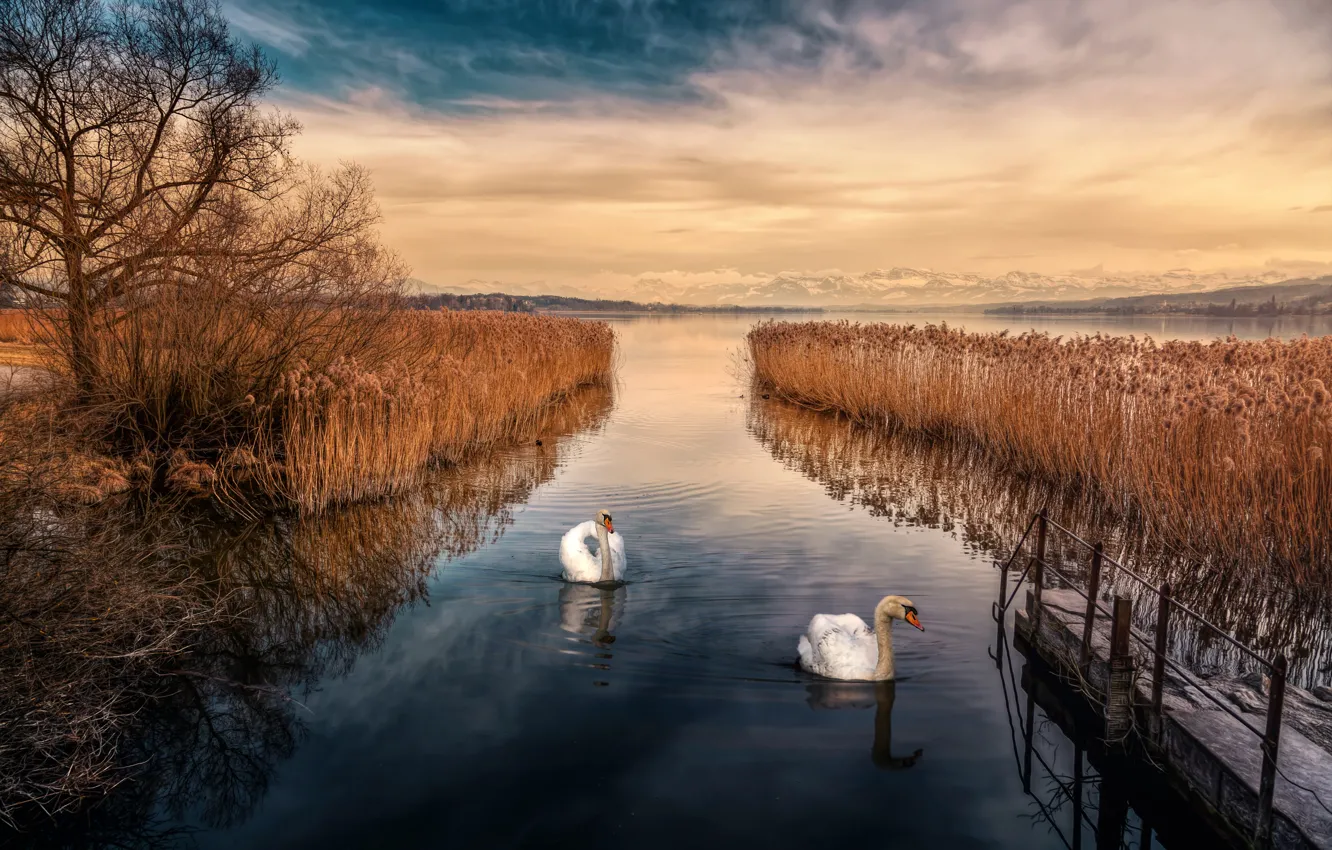Фото обои небо, озеро, обработка, лебеди, Swan Lake