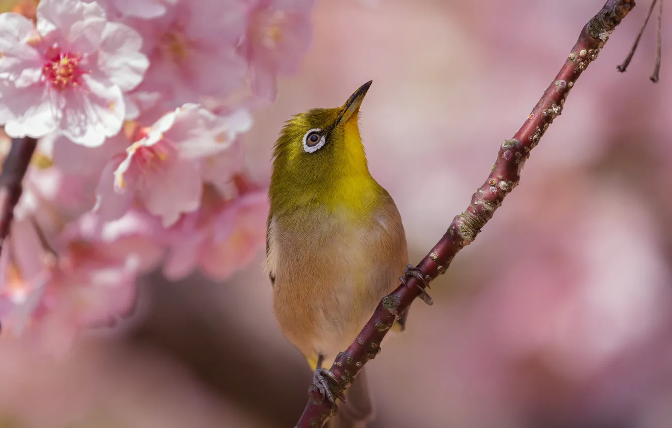 Фото обои цветы, вишня, птица, ветка, весна, сакура, белоглазка, белый глаз