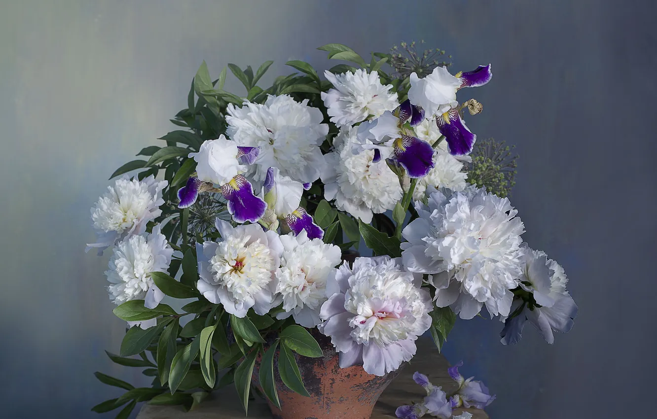 Фото обои цветы, красота, пионы, Пионовое очарование, Вера Павлухина