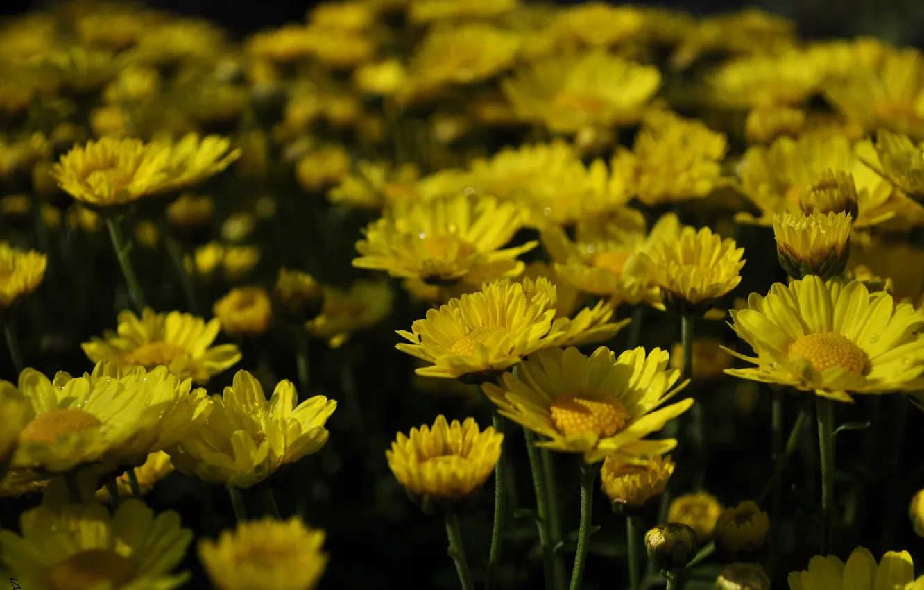 Фото обои цветок, цветы, желтые, flower, вечеровский