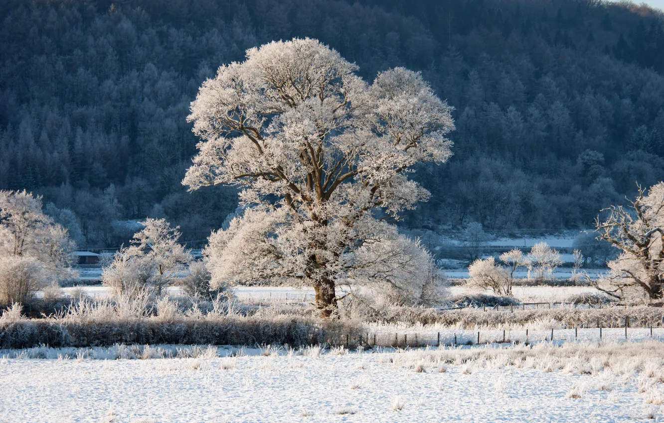 Фото обои зима, иней, лес, снег, деревья, дерево, ограда, склон