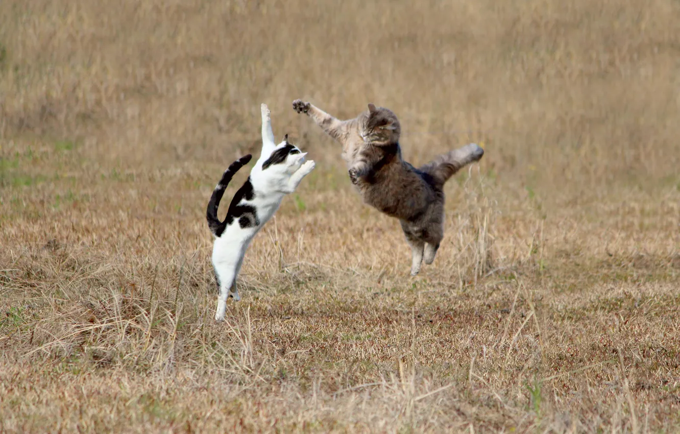 Фото обои кошка, трава, кот, прыжок