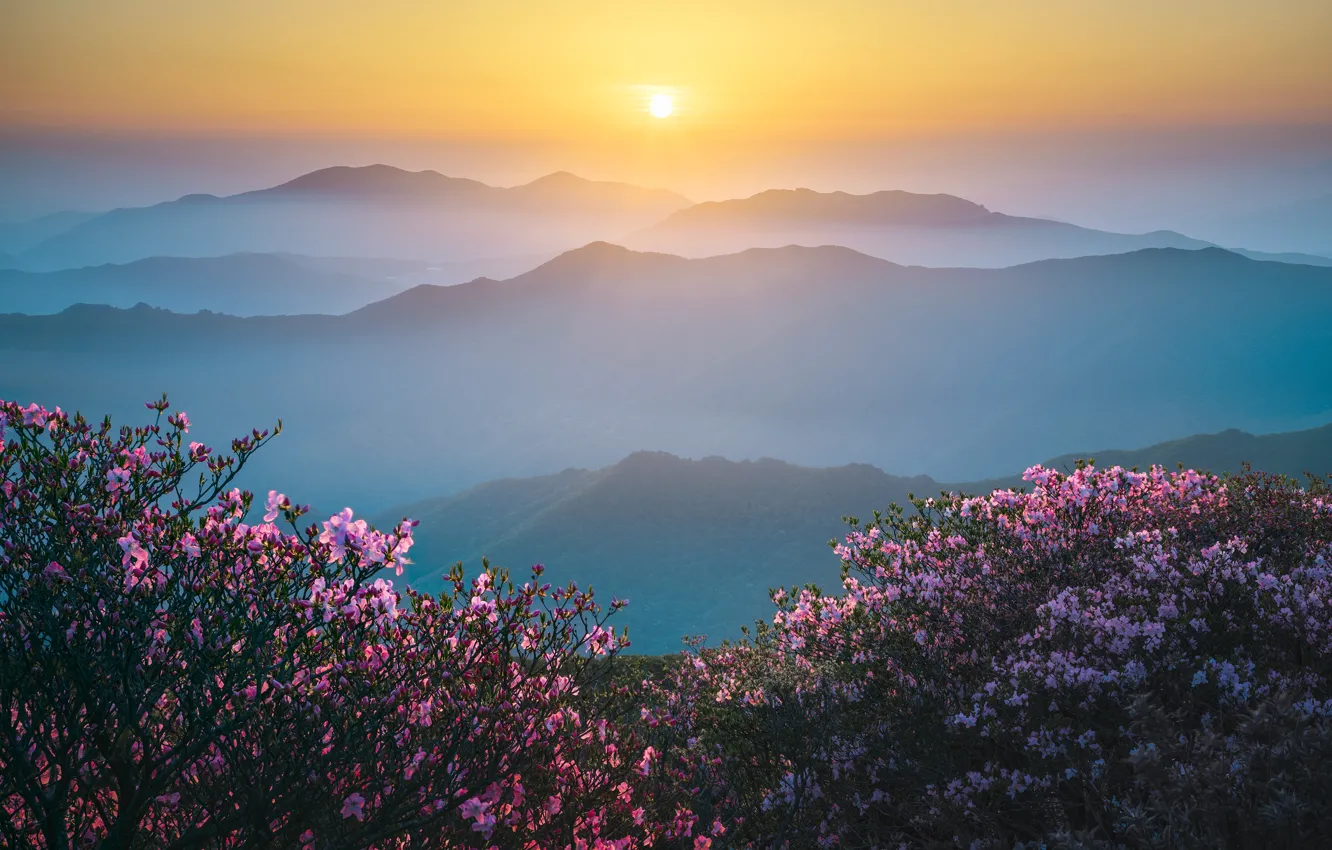 Фото обои солнце, цветы, горы, дымка, кусты