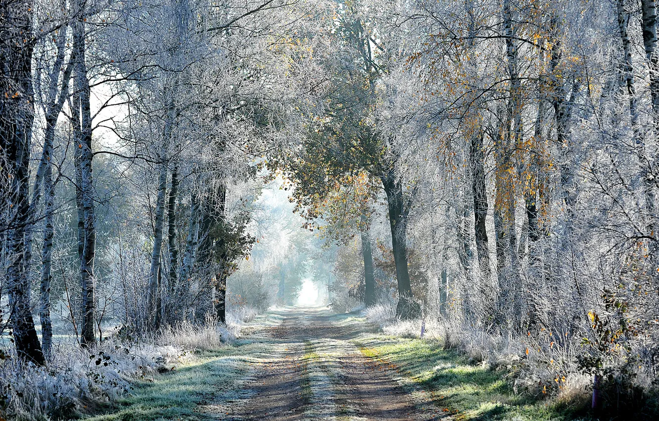 Фото обои forest, road, nature, autumn, frost