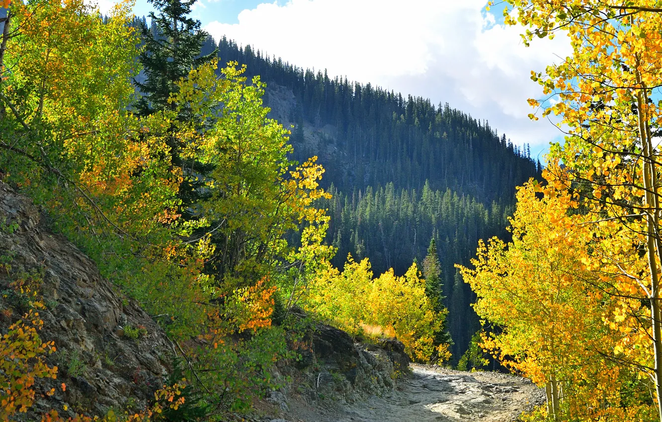 Фото обои осень, лес, небо, горы
