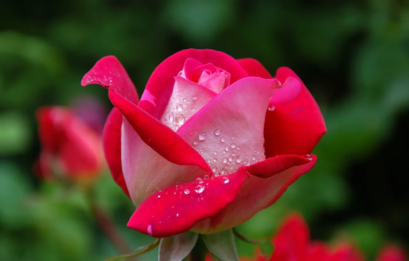 Фото обои Nature, Flower, Rose, Macro