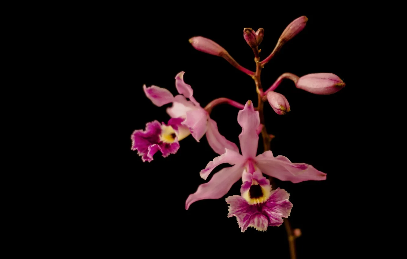 Фото обои цветок, макро, яркий, темный фон, розовый, лепестки, орхидея, пестрый