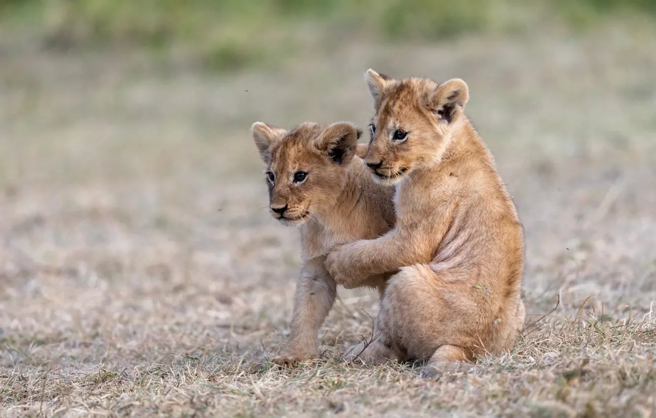 Фото обои природа, малыш, пара, львята, парочка, львенок, два, львёнок