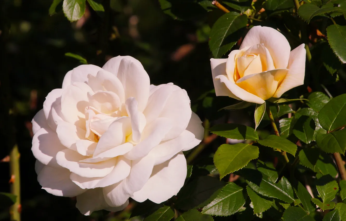 Фото обои white, roses, blooming