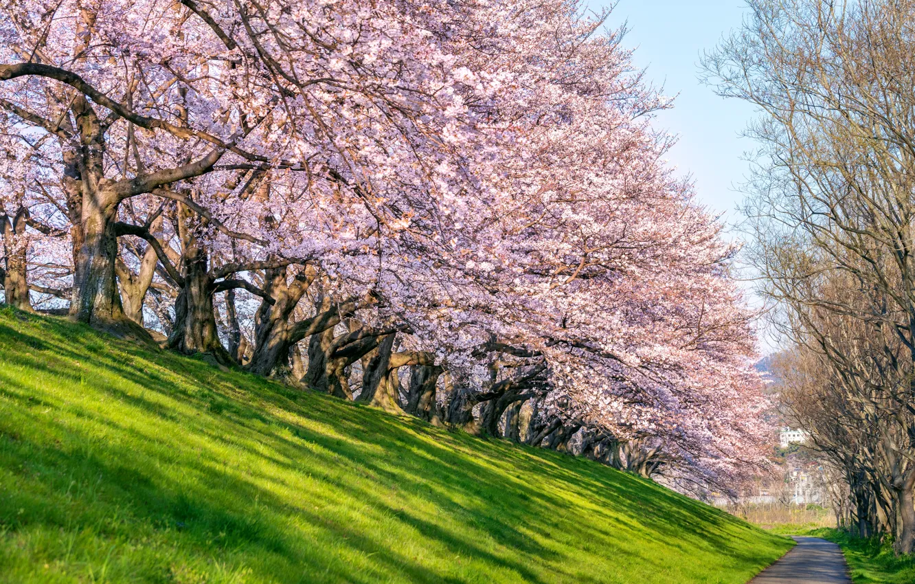 Фото обои вишня, парк, весна, Япония, сакура, Japan, цветение, landscape