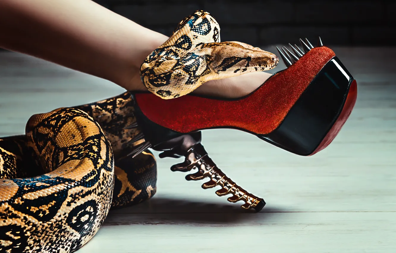 Фото обои змея, шипы, каблуки, ножка, туфля