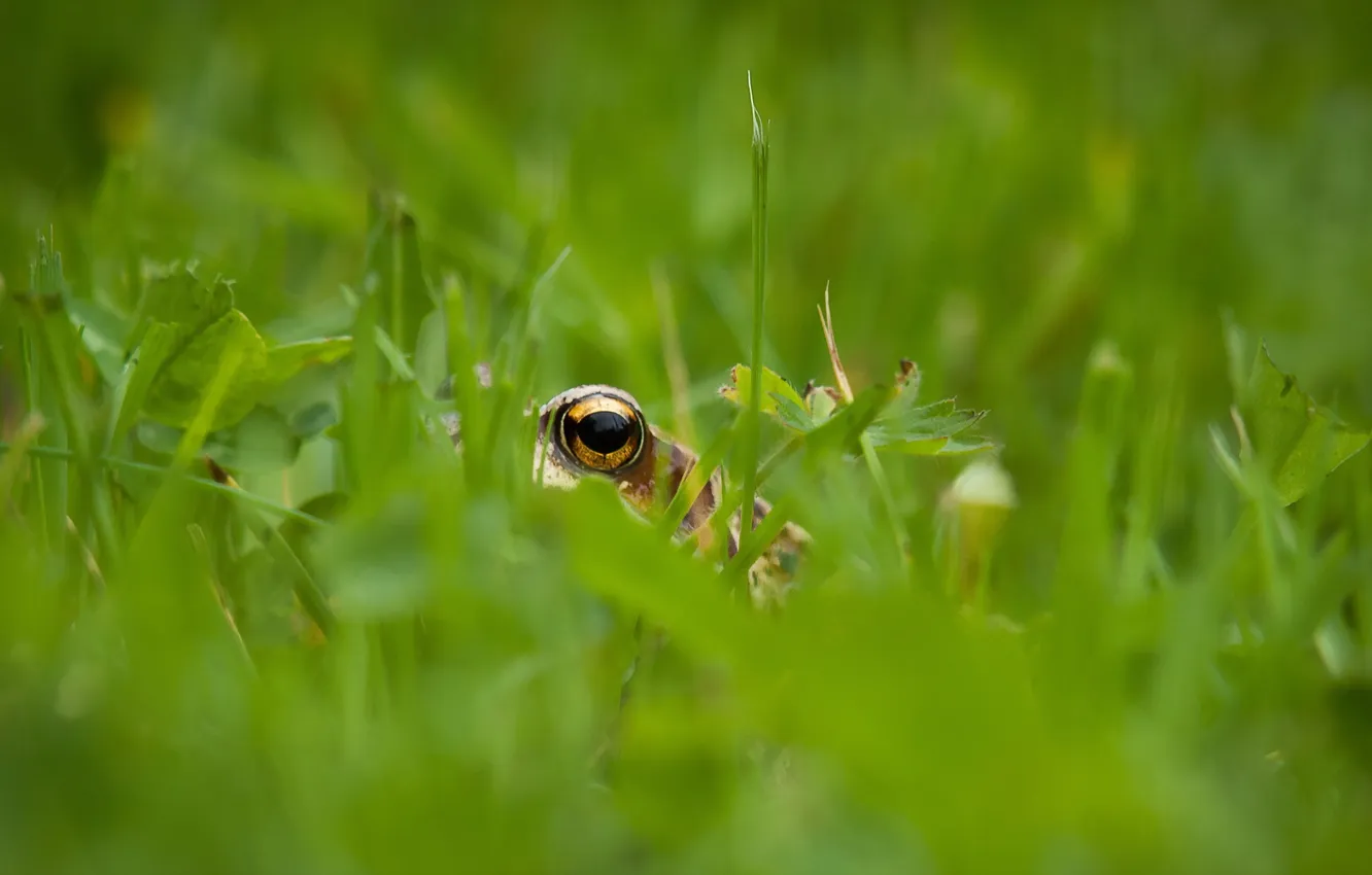 Фото обои трава, глаз, лягушка