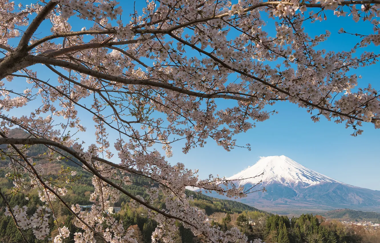 Фото обои ветки, вишня, дерево, гора, вулкан, Япония, сакура, Фудзи