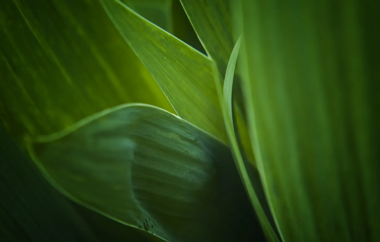 Фото обои зелень, листья, фон