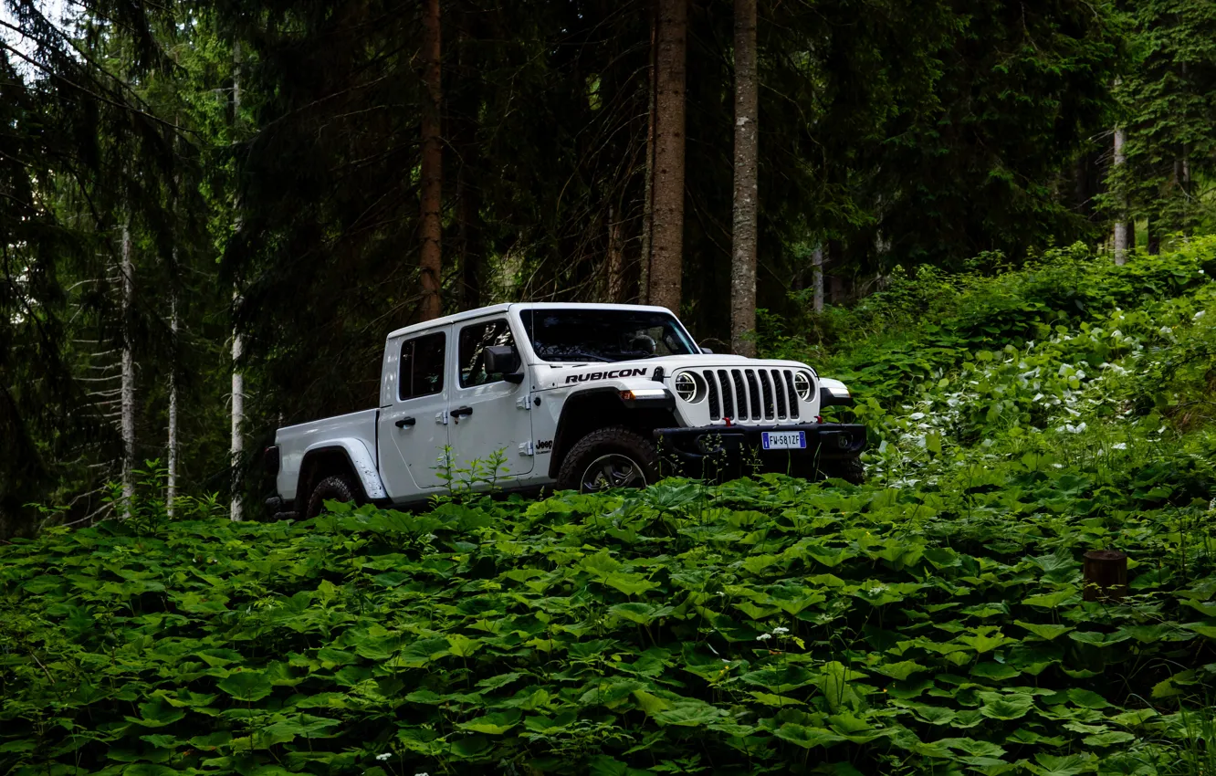 Фото обои белый, внедорожник, пикап, Gladiator, 4x4, Jeep, Rubicon, в лесу