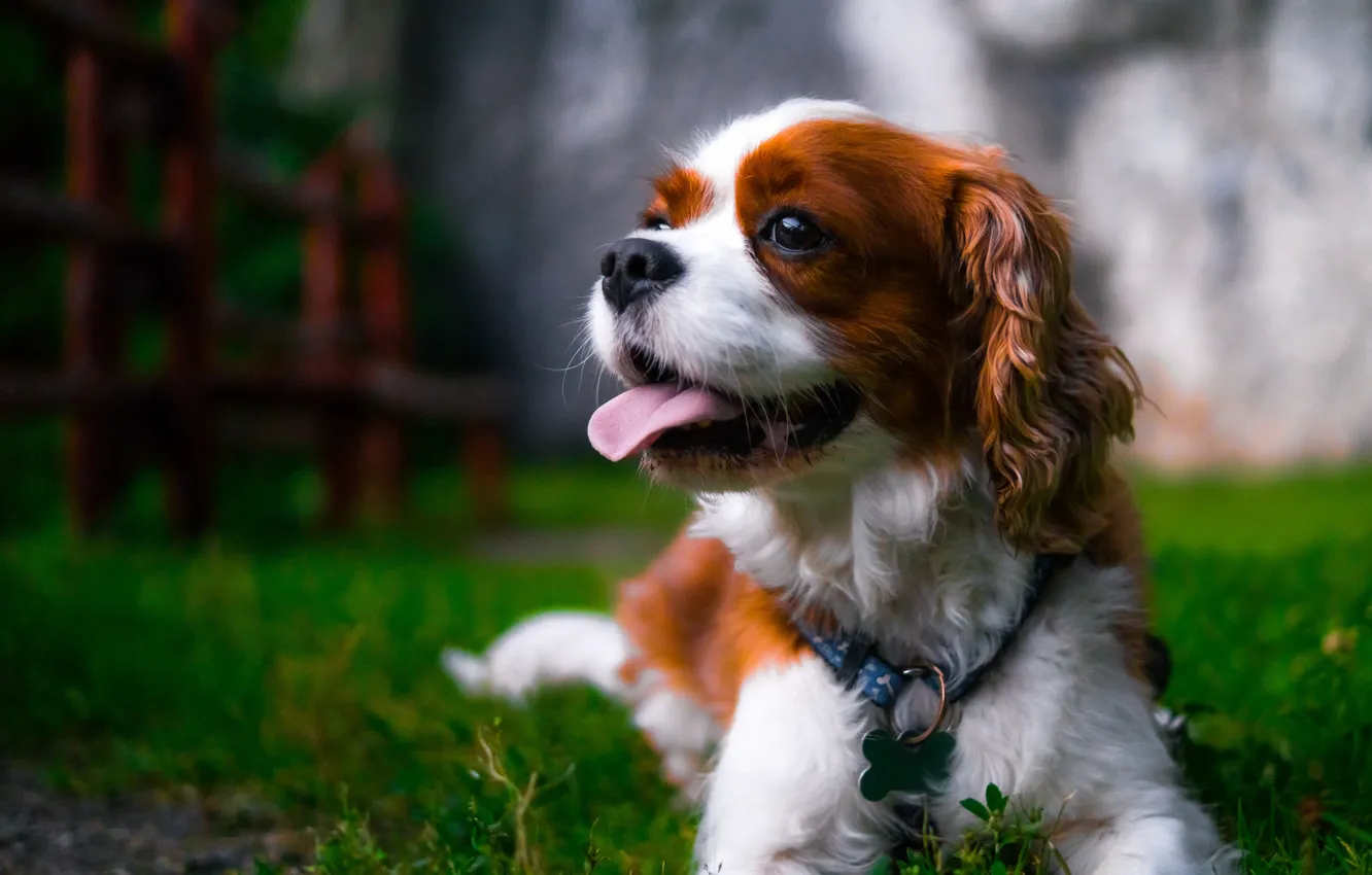 Фото обои язык, собака, боке, пёсик, Кавалер Кинг Чарльз Спаниель
