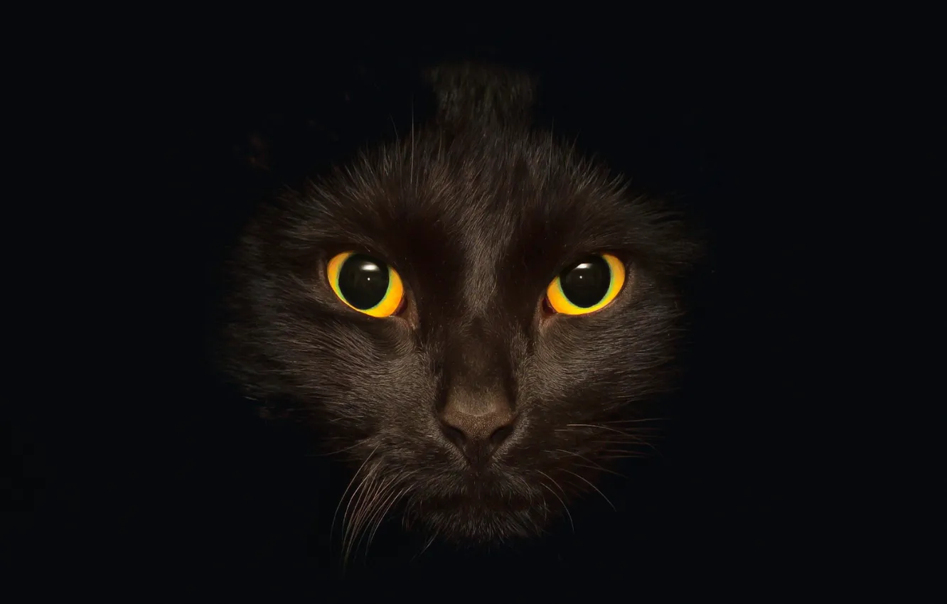Фото обои кошка, глаза, кот, фон, черный, темный, черное, черная