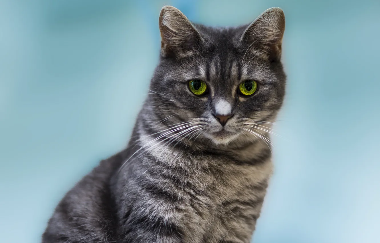 Фото обои кошка, кот, взгляд, котэ