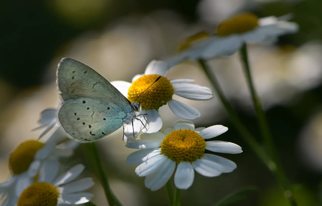 Фото обои макро, цветы, природа, бабочка, ромашки, насекомое, флора, Неля Рачкова
