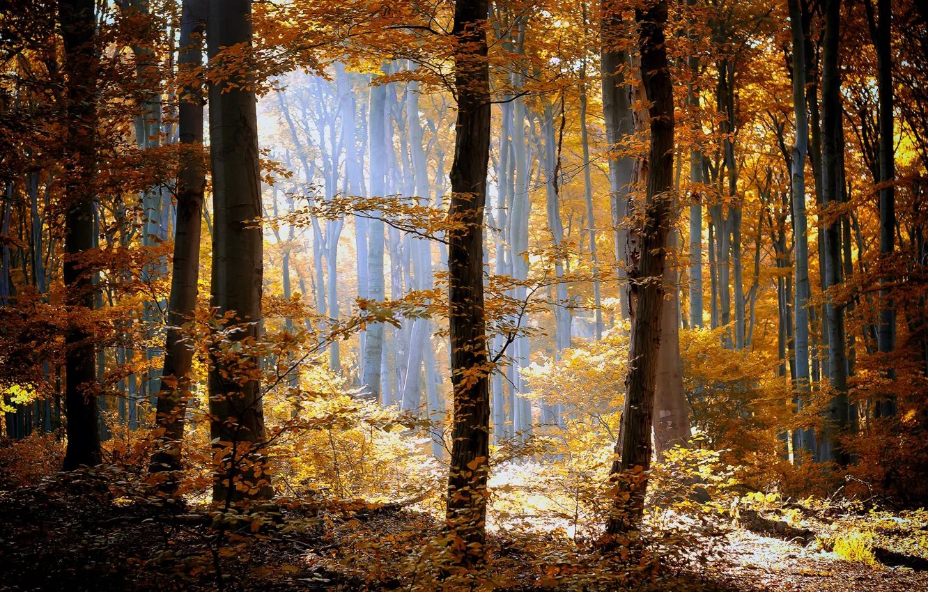 Фото обои осень, лес, трава, листья, солнце, свет, деревья, природа