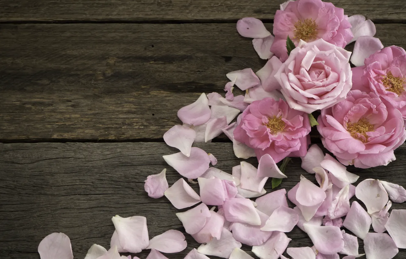 Фото обои розы, лепестки, розовые, wood, pink, flowers, petals, roses