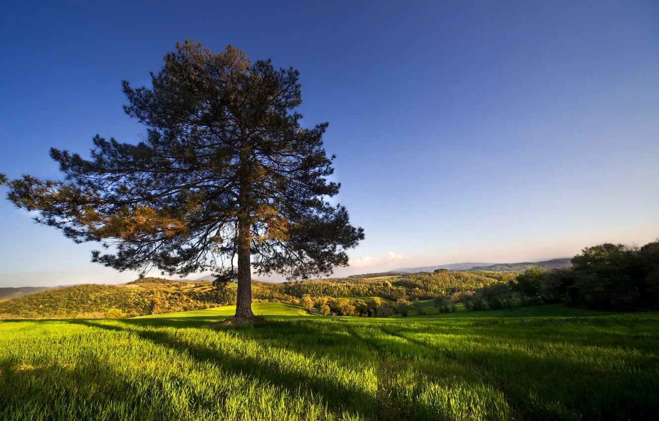 Фото обои поле, небо, деревья