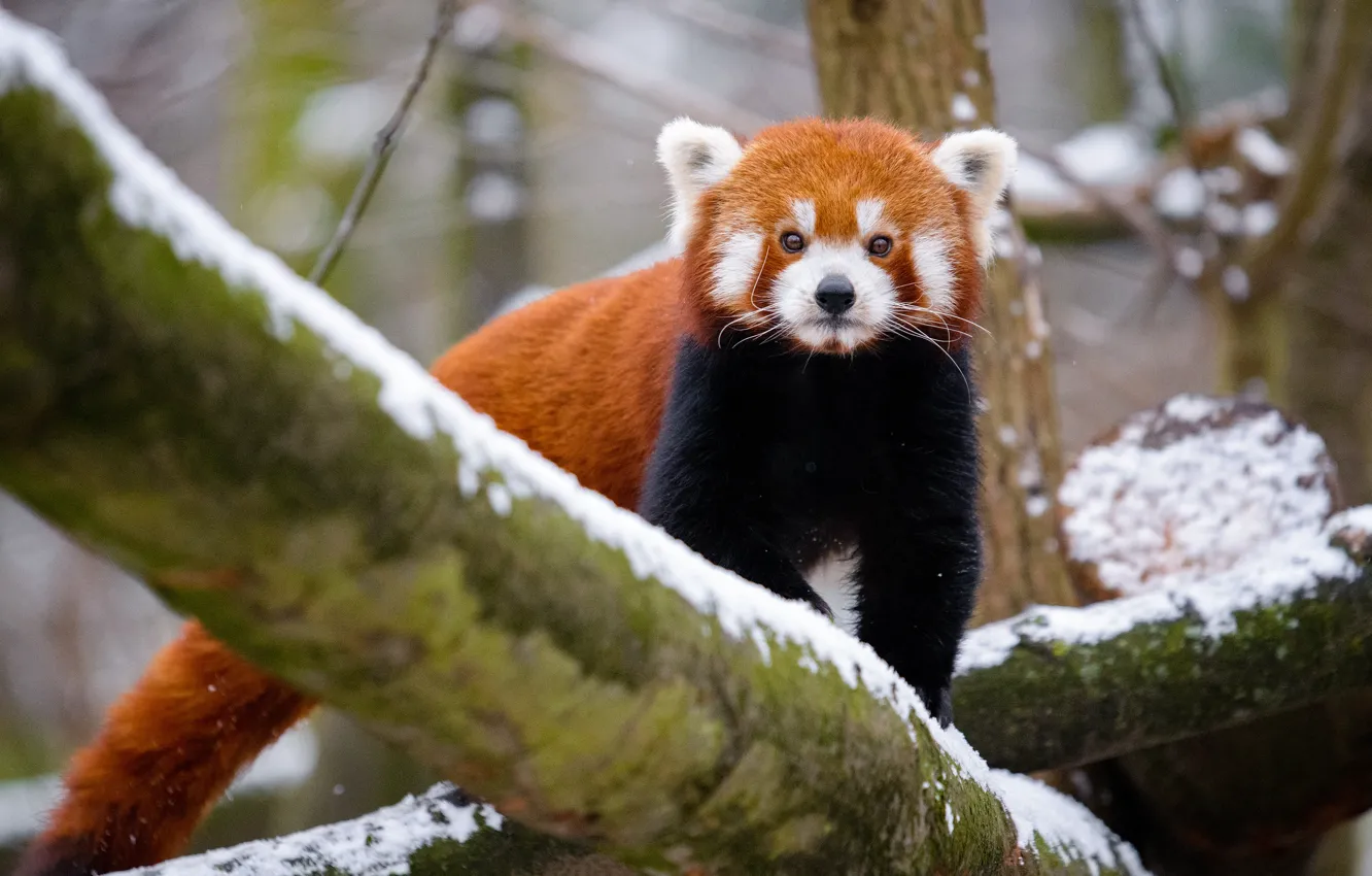 Фото обои зима, взгляд, снег, природа, дерево, хвост, красная панда, прогулка