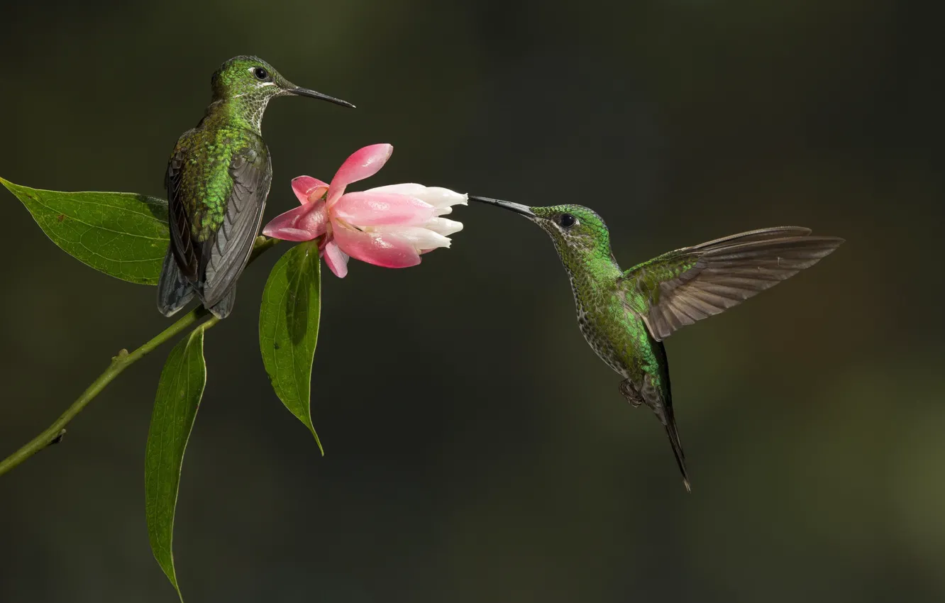 Фото обои цветок, Птица, колибри, пара