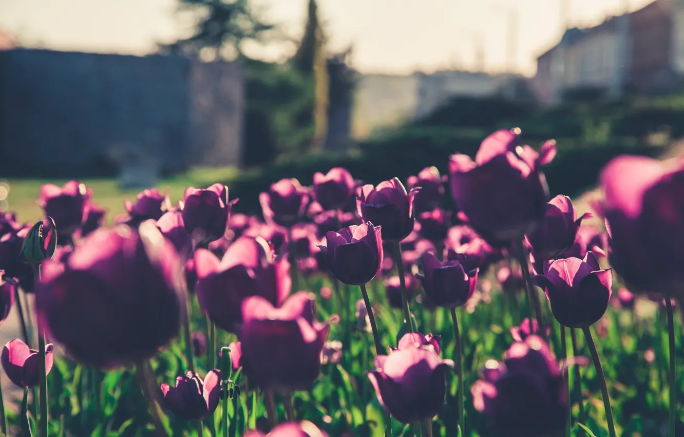Фото обои Цветы, Цветок, Фиолетовый, Beautiful, Flowers, Blur, Flora, Blooming