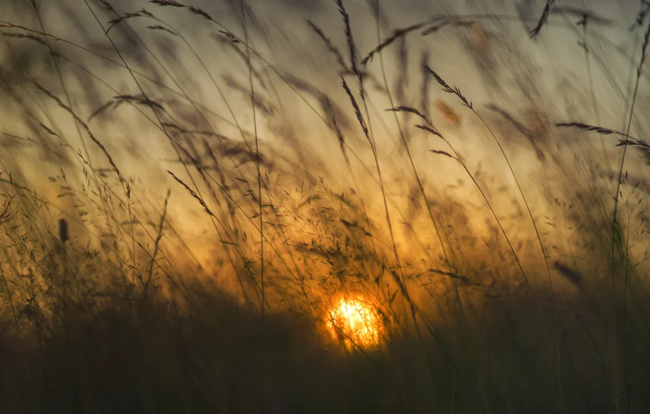 Фото обои трава, солнце, рассвет