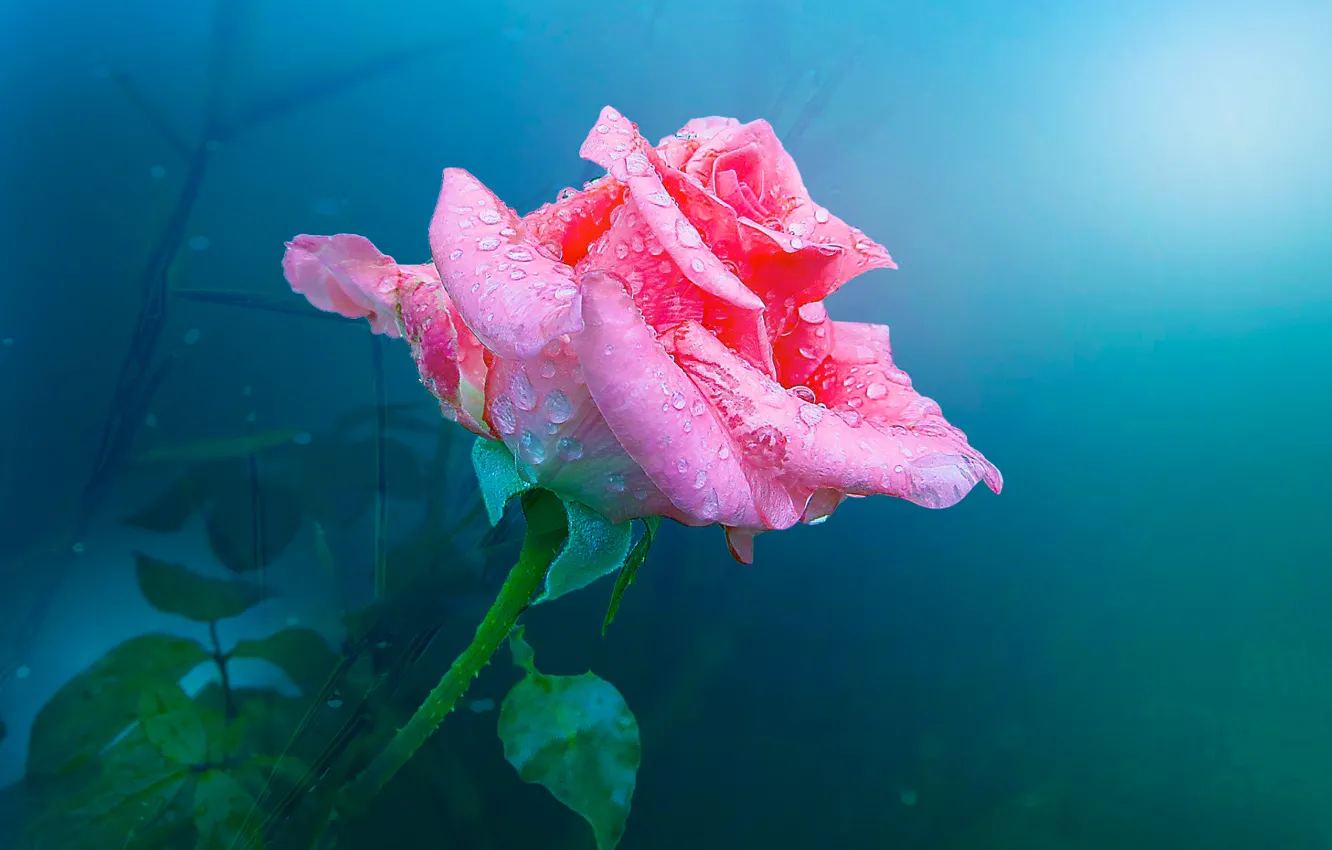 Фото обои вода, капли, фон, роза, лепестки, бутон, розовые