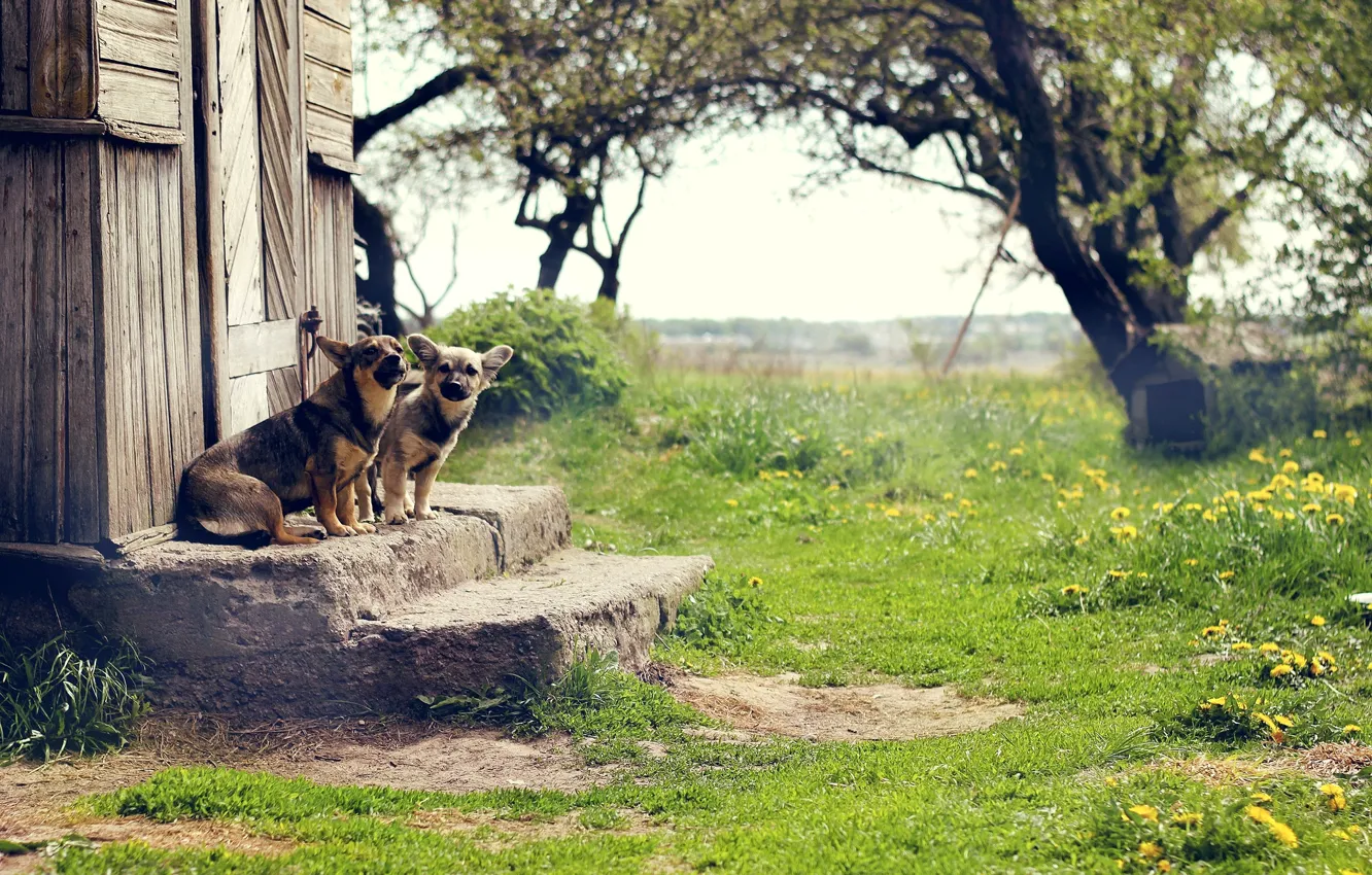 Фото обои зелень, собаки, трава, природа, дверь, двор, ступени, ступеньки