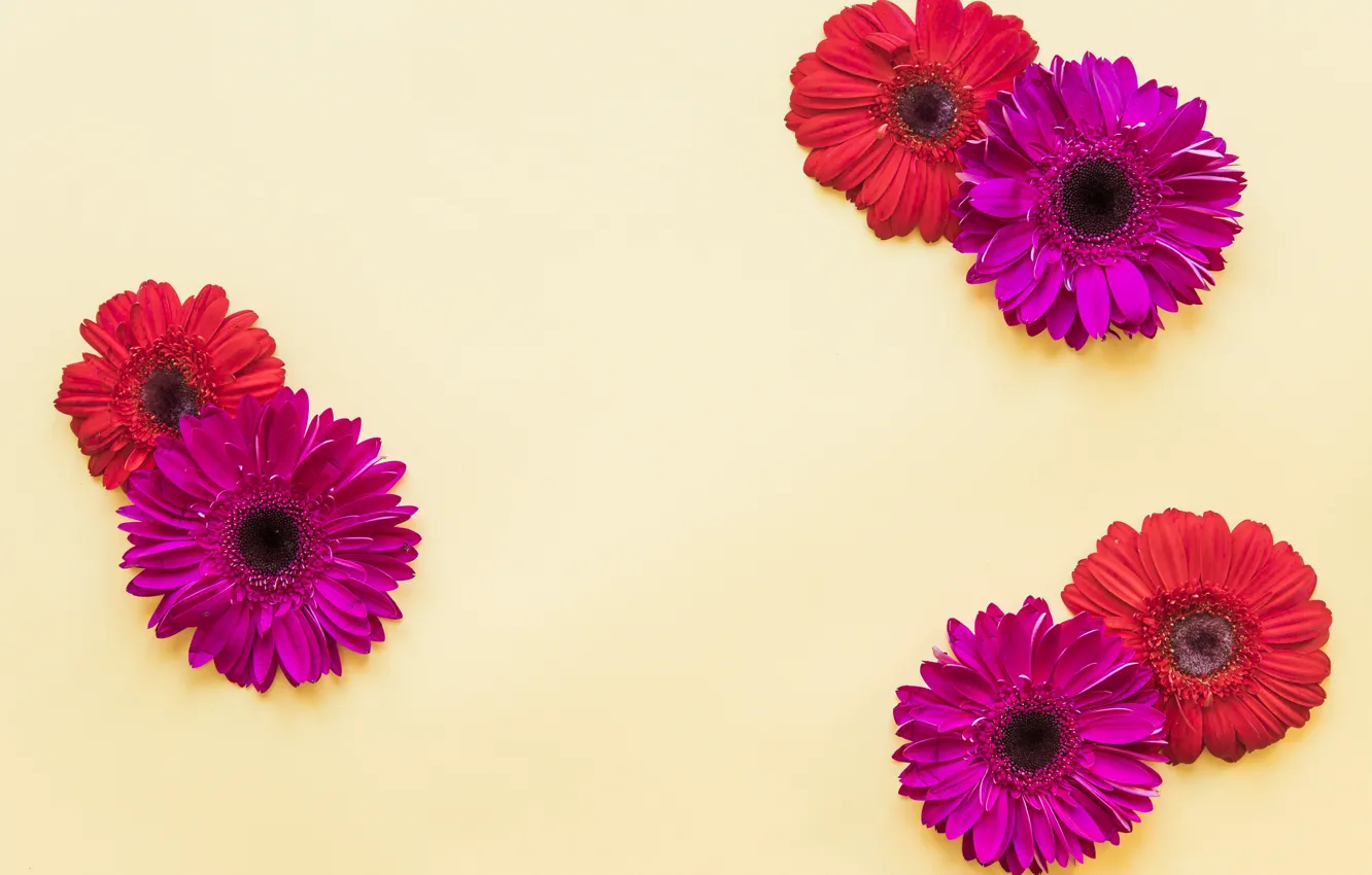 Фото обои цветы, весна, colorful, хризантемы, flowers, spring, bright
