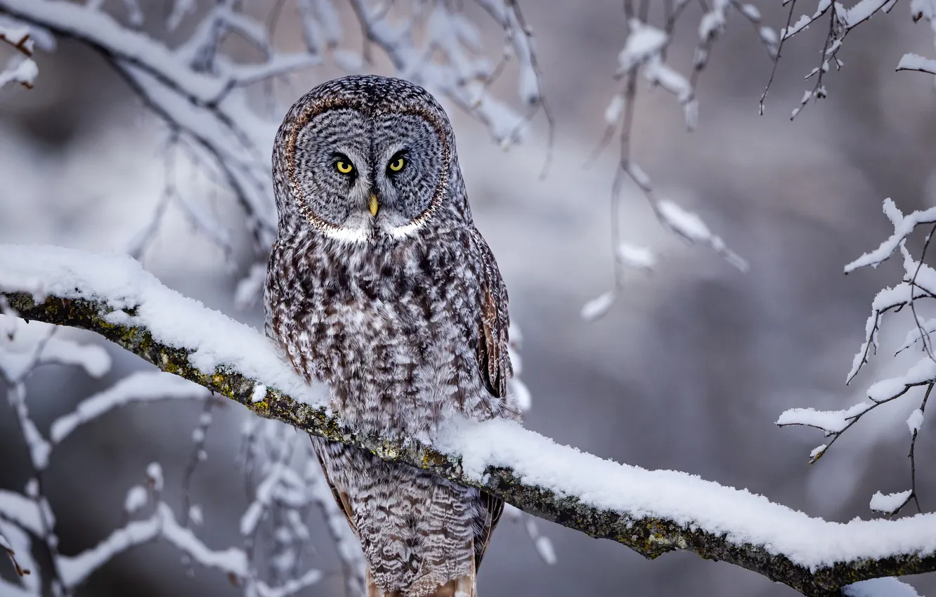 Фото обои grey, yellow, eyes, look, great, owl, stare, bird_snow_tr