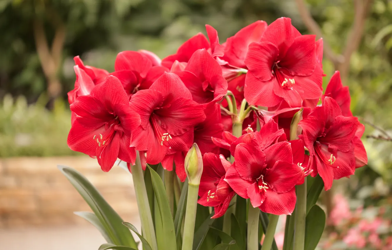 Фото обои цветы, красные, боке, Амариллис