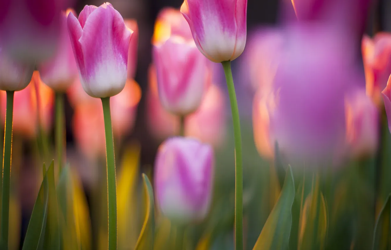 Фото обои фокус, весна, тюльпаны, розовые, цветение