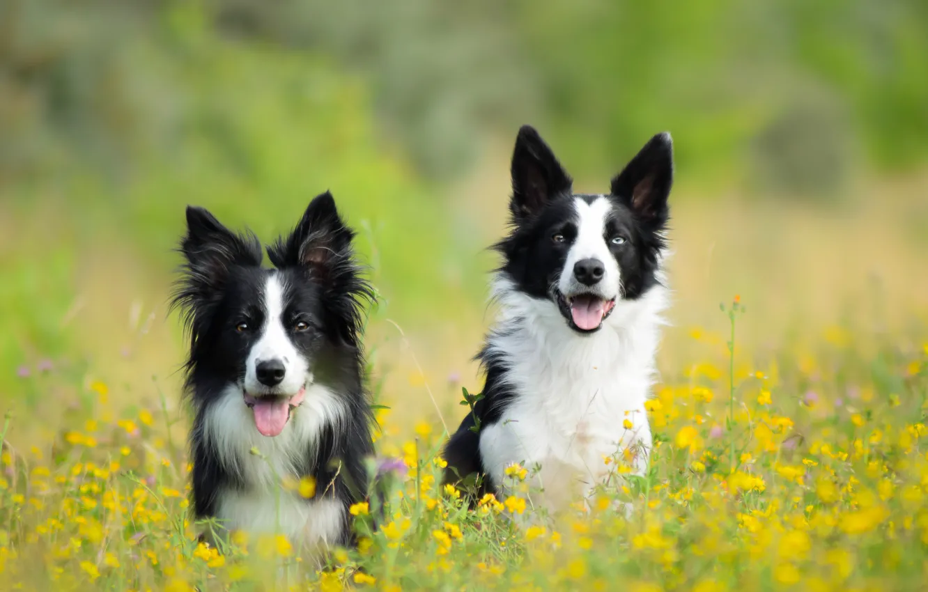 Фото обои собаки, цветы, луг, пара, две собаки, Бордер-колли
