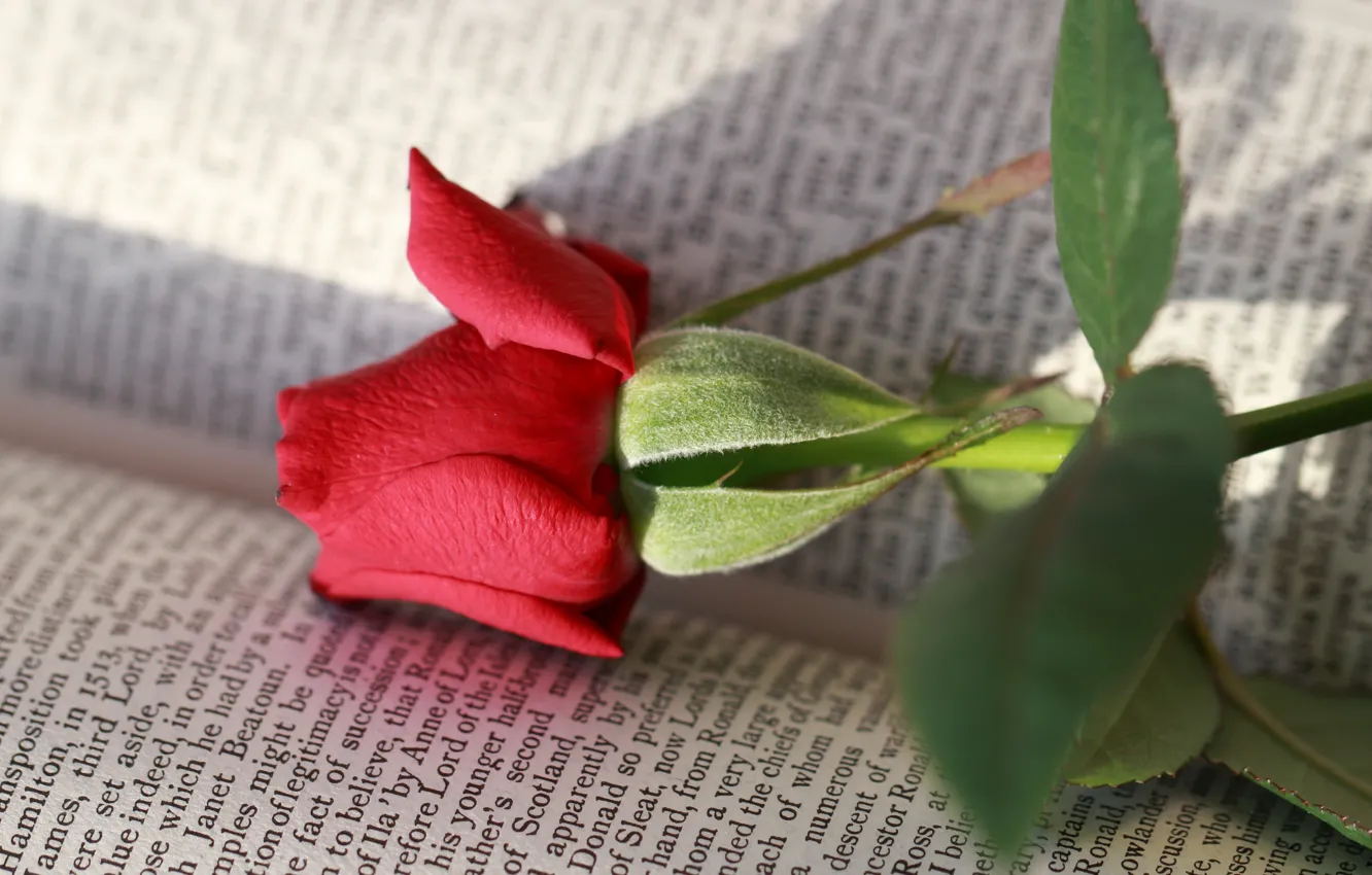 Фото обои цветок, роза, книга