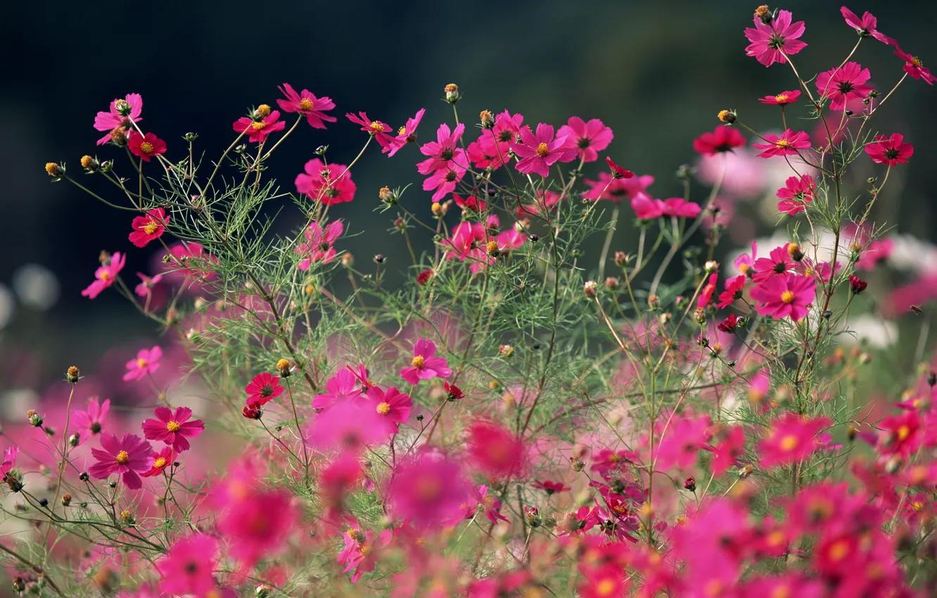 Фото обои лето, макро, цветы, яркие, розовые, полевые, космея