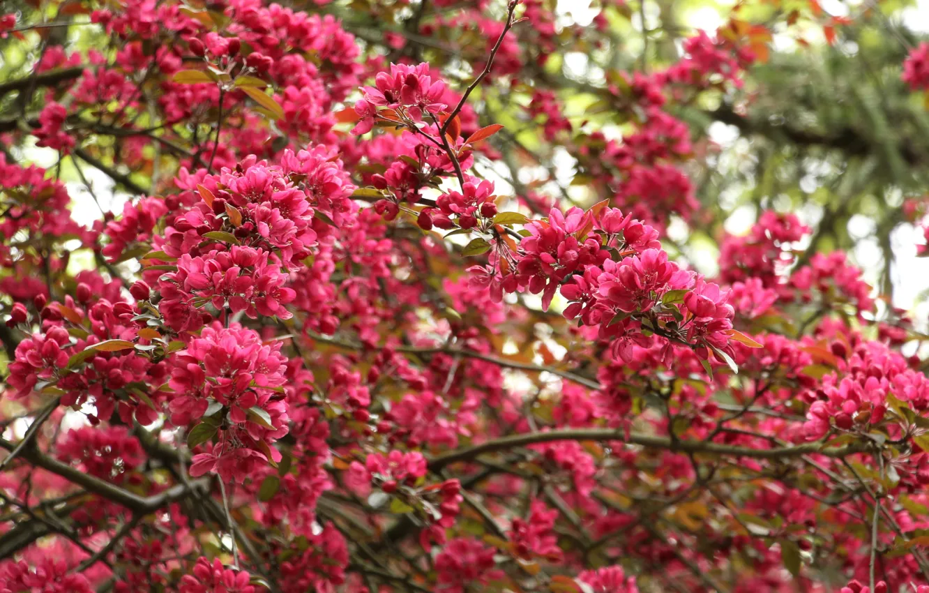 Фото обои flower, pink, tree, spring, blooming
