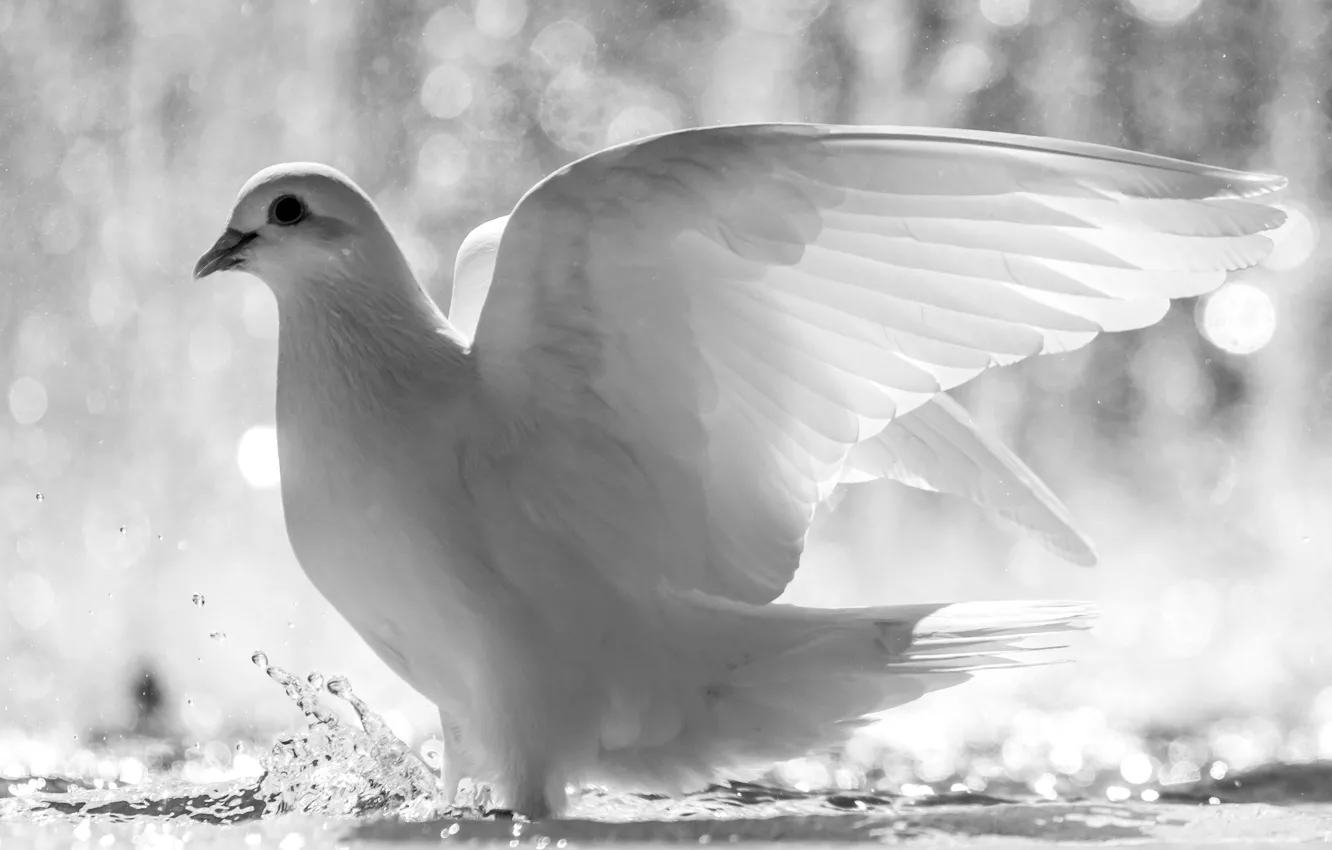 Фото обои белый, вода, брызги, птица, голубь, крылья, перья