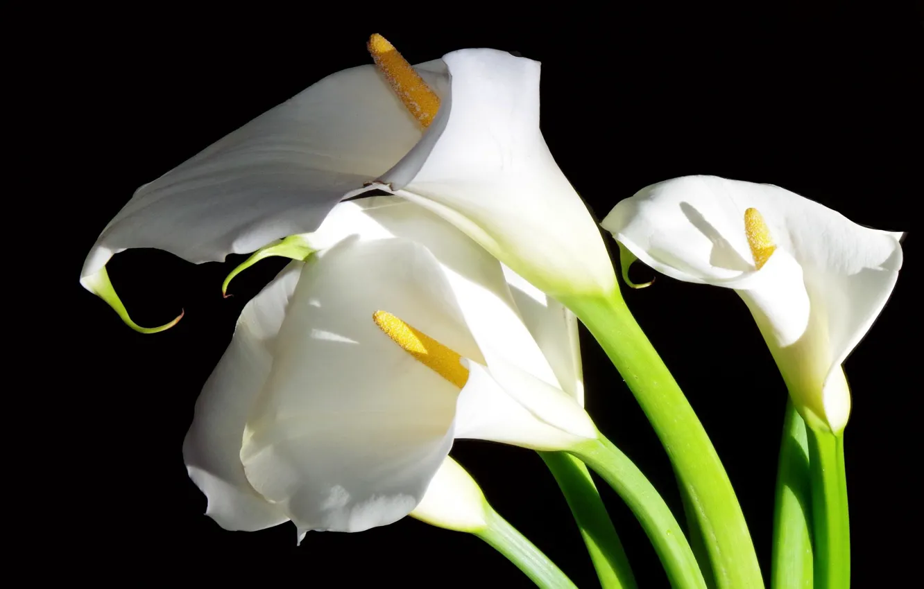 Фото обои цветы, белые, каллы, чёрный фон