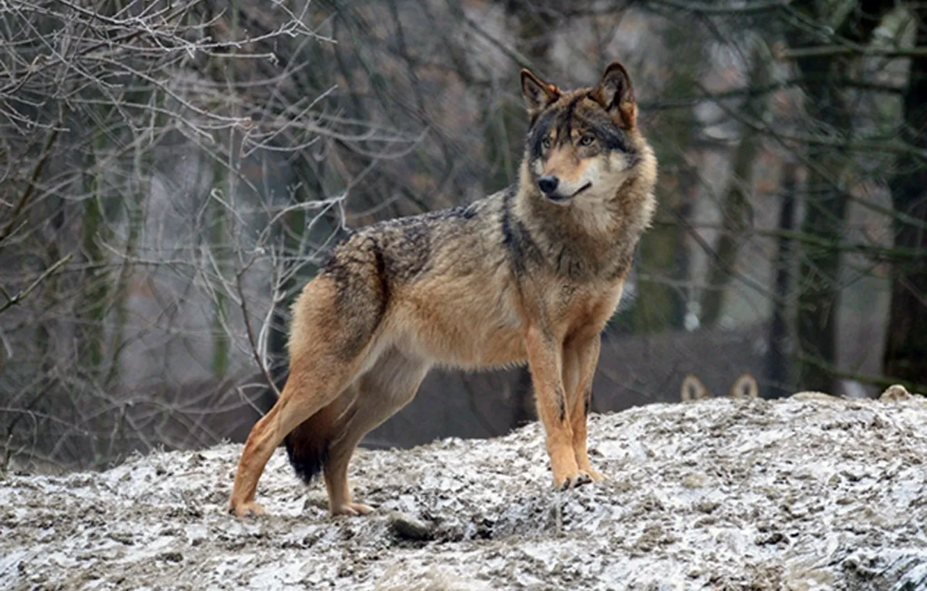 Фото обои nature, predator, animal, wolf, wildlife, Canis lupus., portrait.