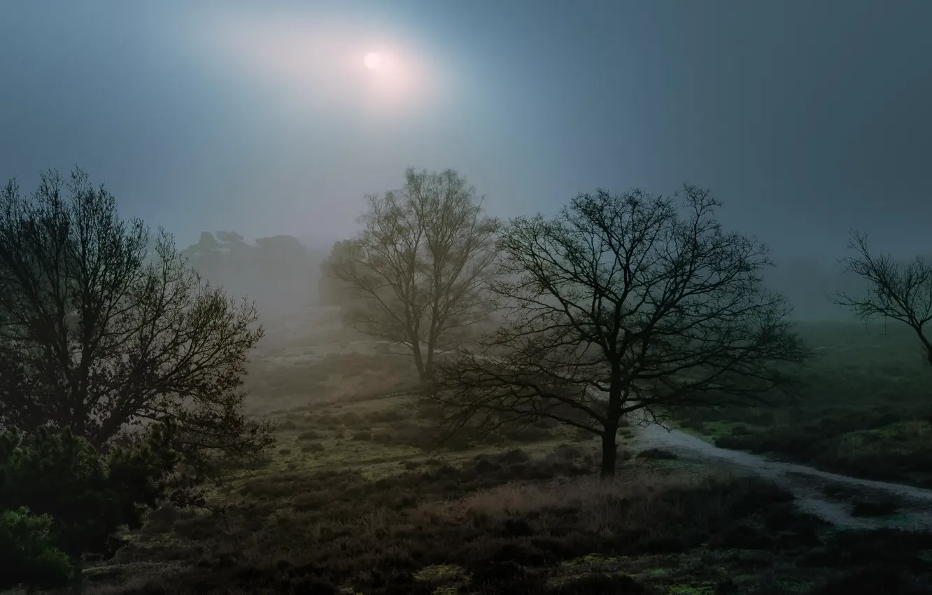Фото обои ночь, природа, туман