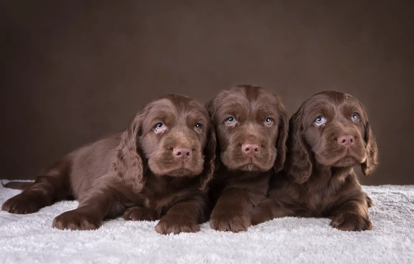 Фото обои щенки, трио, шоколадный, спаниель