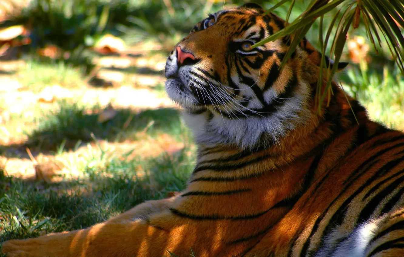 Фото обои полоски, тигр, отдых, тень, хищник